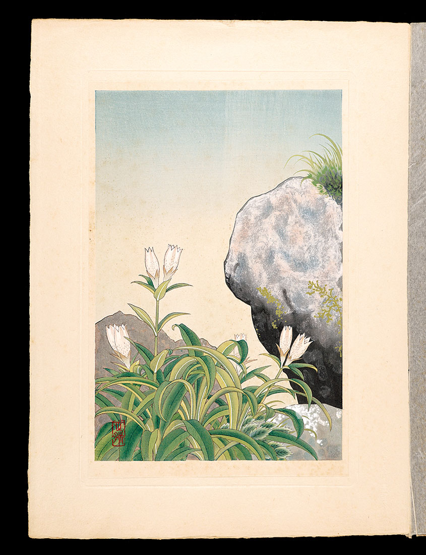 Inoue Masaharu “Japanese Alpine Plants / Gentiana algida”／