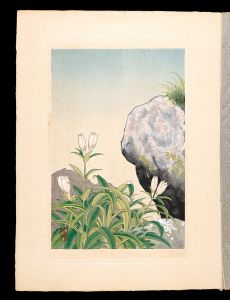 Japanese Alpine Plants / Gentiana algida / Inoue Masaharu