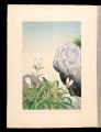 <strong>Inoue Masaharu</strong><br>Japanese Alpine Plants / Genti......