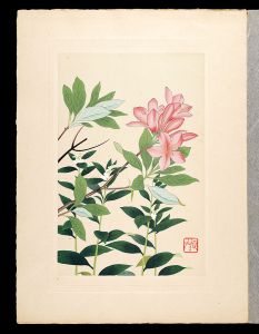 Japanese Alpine Plants / Lithospermum erythrorhizon and Japanese azalea / Inoue Masaharu