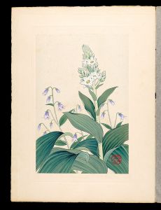 Japanese Alpine Plants / False Helleborine and Adenophora remotiflora / Inoue Masaharu