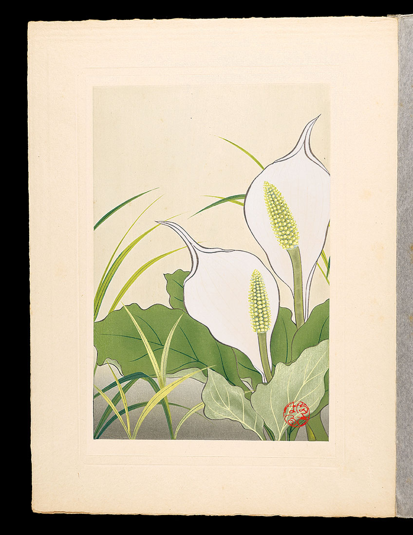 Inoue Masaharu “Japanese Alpine Plants / Asian skunk cabbage”／
