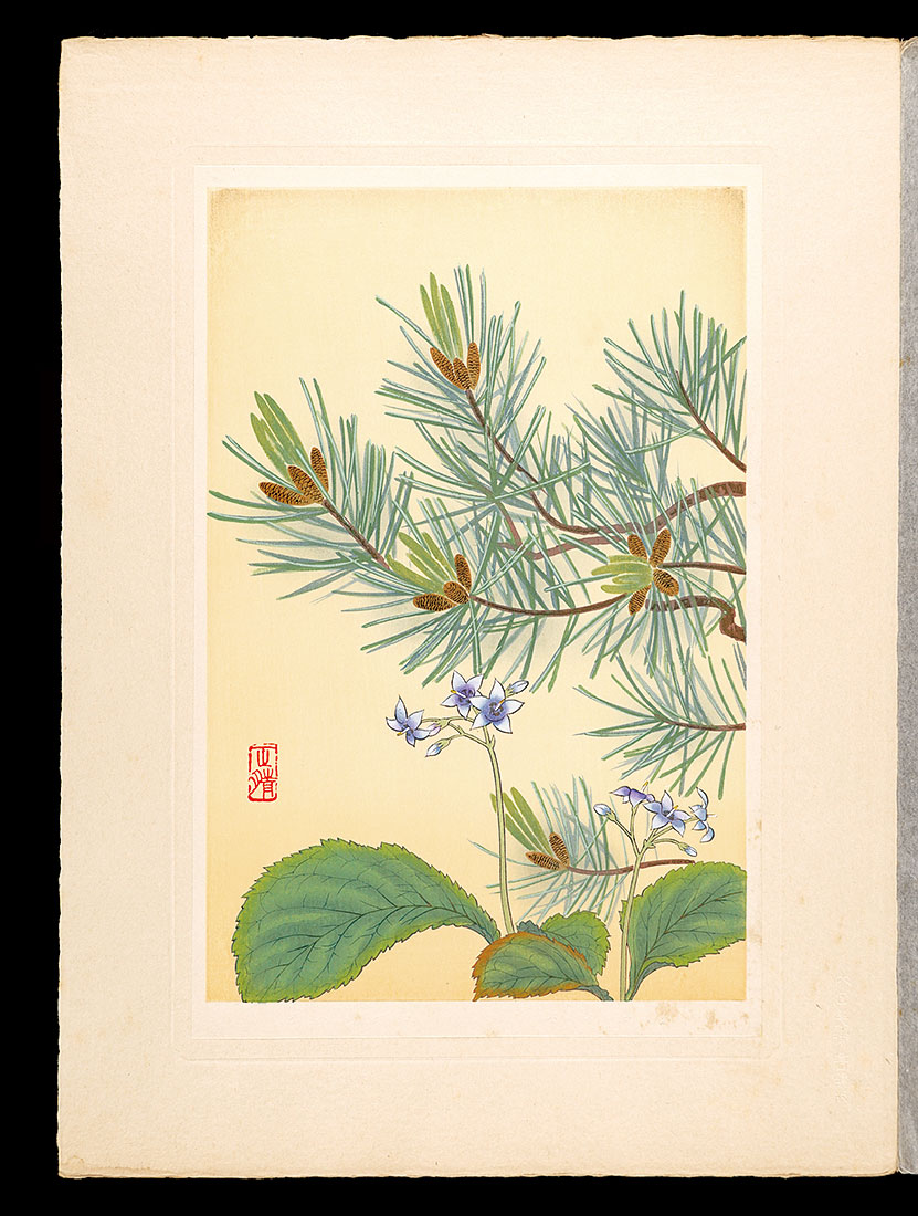 Inoue Masaharu “Japanese Alpine Plants / Conandron ramondioides and Dwarf Siberian pine”／