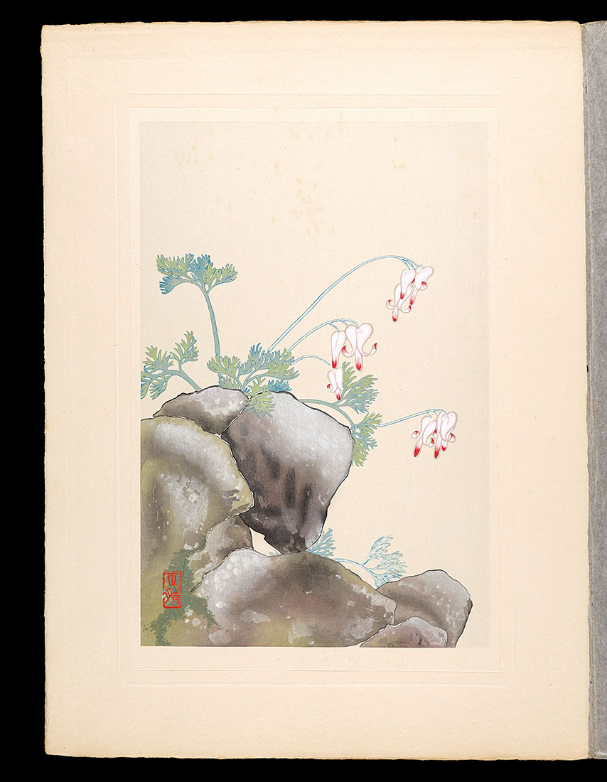 Inoue Masaharu “Japanese Alpine Plants / Dicentra peregrina”／