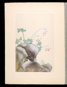Japanese Alpine Plants / Dicentra peregrina / Inoue Masaharu