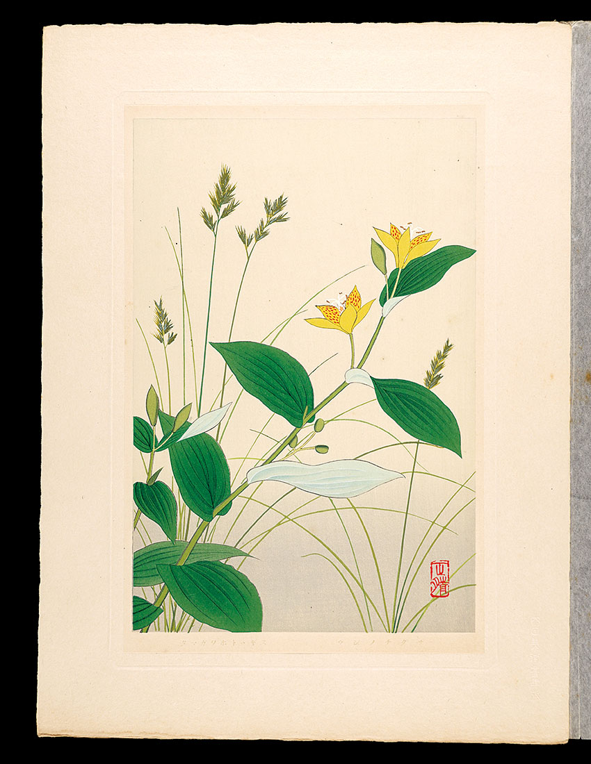 Inoue Masaharu “Japanese Alpine Plants / Fescue and Tricyrtis latifolia”／