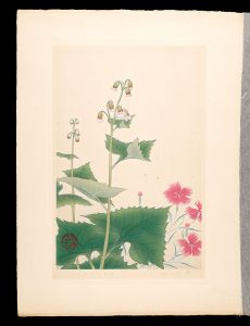 Japanese Alpine Plants / speciosus Rchb and Parasenecio hastatus ssp / Inoue Masaharu