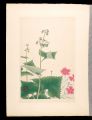 <strong>Inoue Masaharu</strong><br>Japanese Alpine Plants / speci......