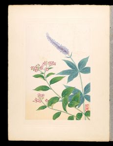 Japanese Alpine Plants / Veronicastrum japonicum and Japanese spiraea / Inoue Masaharu