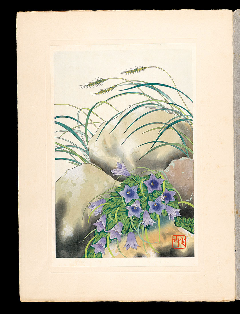 Inoue Masaharu “Japanese Alpine Plants / Mountain harebell and Carex hakkodensis Franch”／