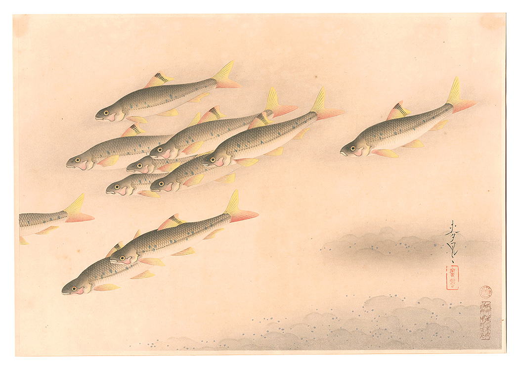 大野麥風｢大日本魚類画集　第二輯ノ九 ヒガイ｣／