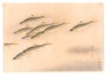 <strong>Ono Bakufu</strong><br>Great Japanese Fish Picture Co......