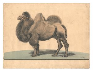Camel (tentative title) / Shimizu Yoshio