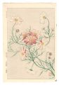 <strong>Kawarazaki Shodo</strong><br>Floral Calendar of Japan / Cos......