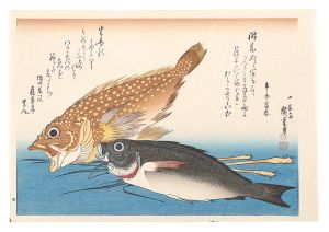 広重初代｢魚づくし　かさご・いさきに薑【復刻版】｣