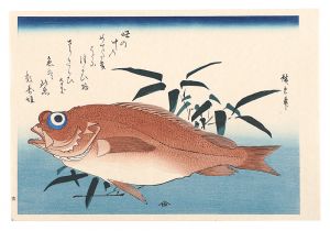 広重初代｢魚づくし　赤魚に笹葉【復刻版】｣