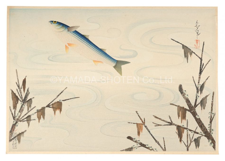 大野麥風｢大日本魚類画集　ボラ｣／