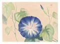 <strong>Oguri Yoshiji</strong><br>Picture Album of Various Flowe......