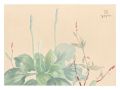<strong>Oguri Yoshiji</strong><br>Picture Album of Various Flowe......