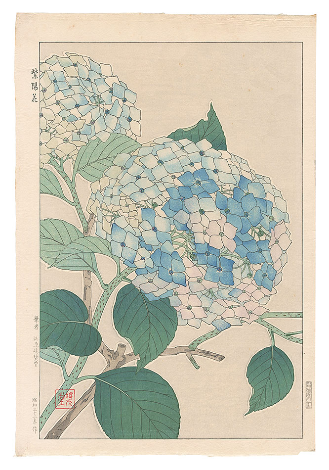 河原崎奨堂｢紫陽花｣／
