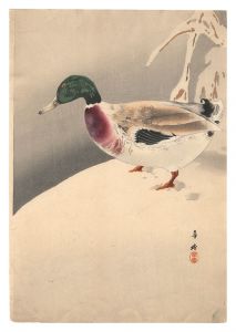 Duck (tentative title) / Morita Kako