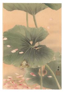 Grasshopper (tentative title) / Morita Kako
