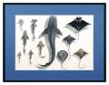 <strong>Jotaki Reiko</strong><br>Sea Life Specimens