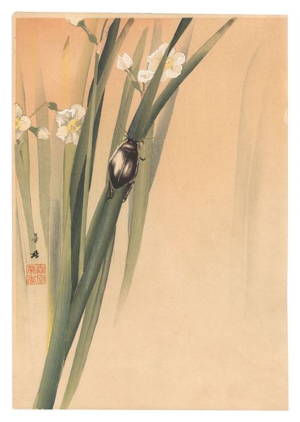 Morita Kako “Dytiscid (tentative title)”／