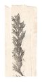 <strong>Hirokawa Matsugoro</strong><br>Pine