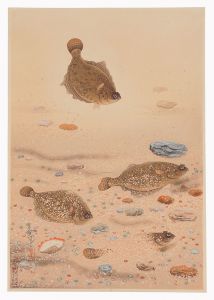 大野麥風｢大日本魚類画集　第一輯ノ十一　カレイ｣