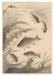 大野麥風｢大日本魚類画集　フナ｣