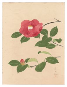 大野麥風｢自筆画　椿（仮題）｣