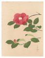 <strong>Ono Bakufu</strong><br>Camellia (tentative title)