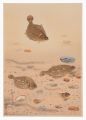 <strong>Ono Bakufu</strong><br>Fish of Japan / No. 11 of Volu......