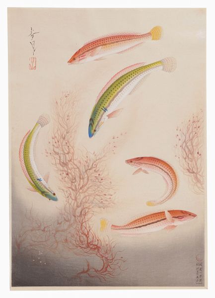大野麥風｢大日本魚類画集　第一輯ノ四　ベラ｣／