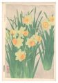 Narcissus pseudonarcissus