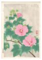 <strong>Ito Nisaburo</strong><br>Cotton Rosemallow
