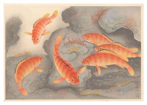 Ono Bakufu / Fish of Japan / Blacktip Grouper