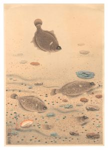 大日本魚類画集　第一輯ノ十一 カレイ