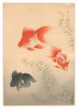 Fish of Japan / No. 12 of Volu......