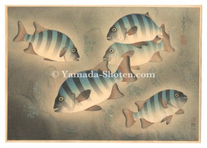 大野麥風「大日本魚類画集　第ニ輯ノ六 イシダイ」