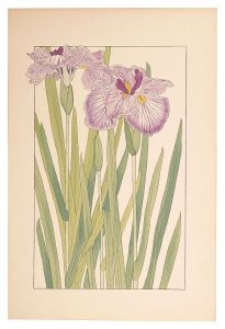 杉浦非水「花菖蒲」