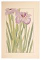 Japanese Iris