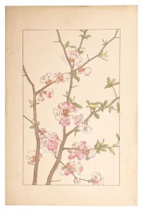 杉浦非水「木瓜」