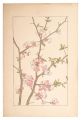 Japanese quince