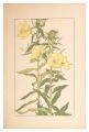Evening Primrose