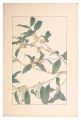 Sweet Osmanthus