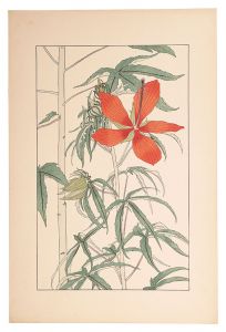 杉浦非水「紅蜀葵」