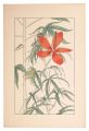 Hibiscus Coccineus