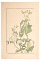 Sow Thistle